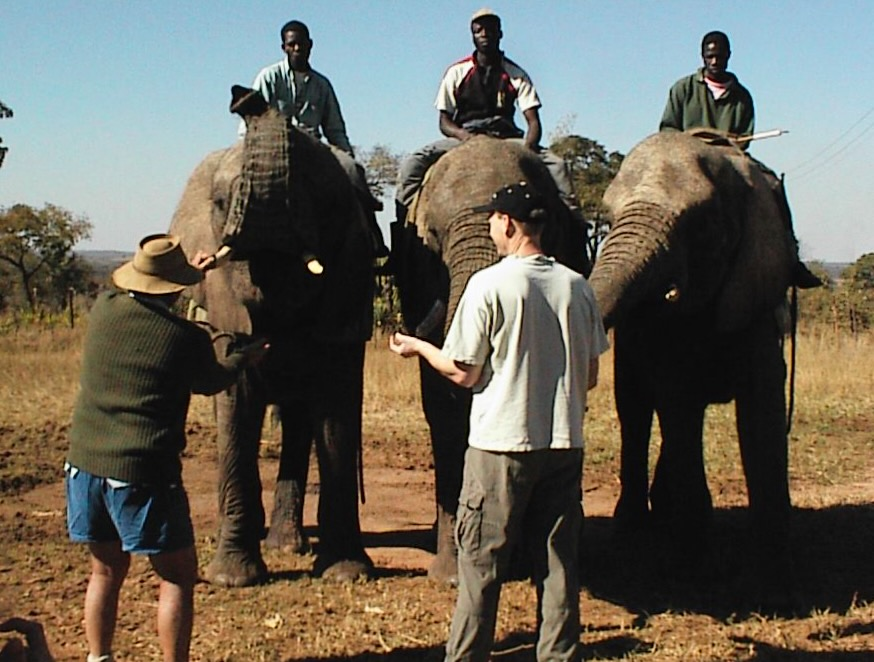 Picture of a men feeding elephants