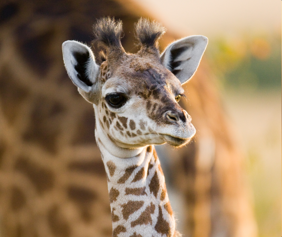 Picture of a giraffe