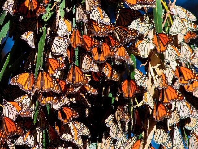 MonarchButterflies Large